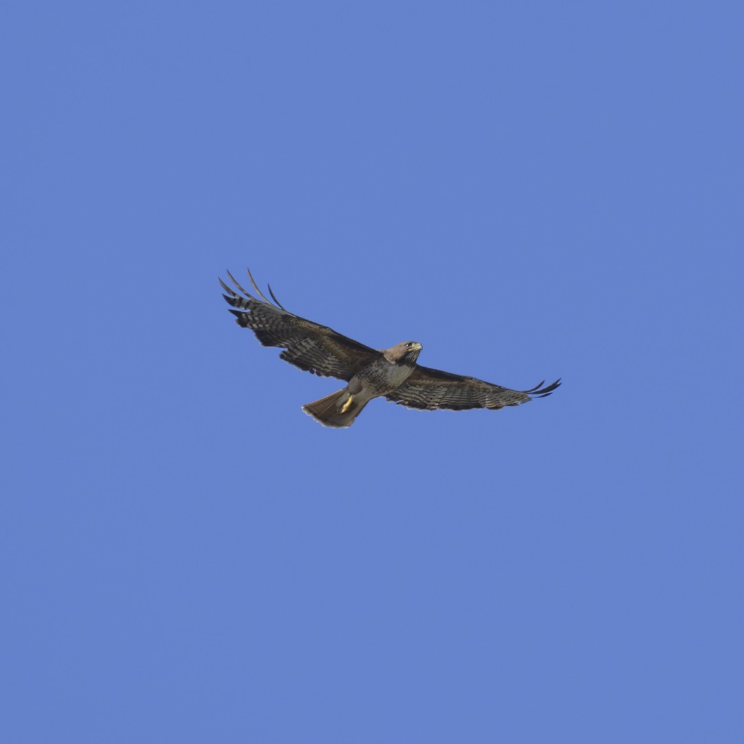 Red-tailed Hawk - ML620508046