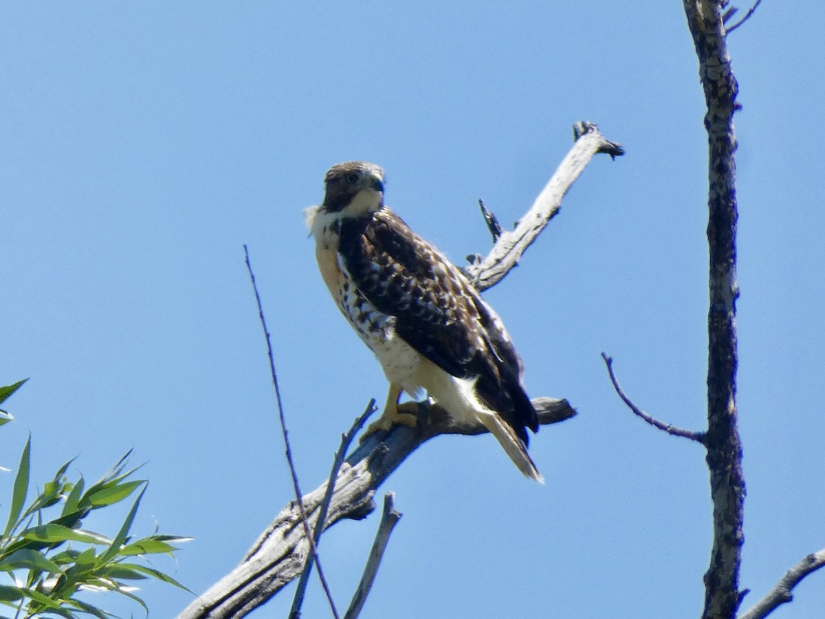 Rotschwanzbussard - ML620508048