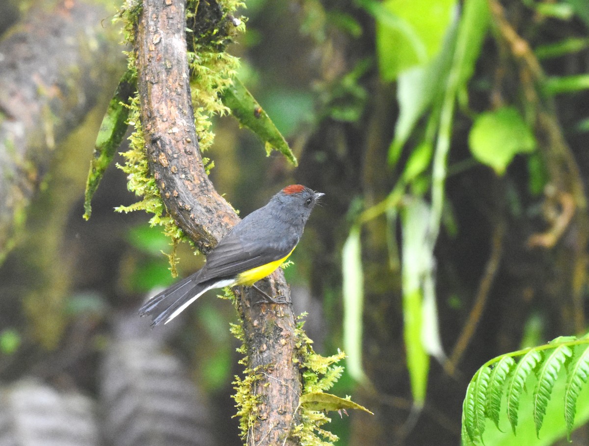 Slate-throated Redstart - ML620508053