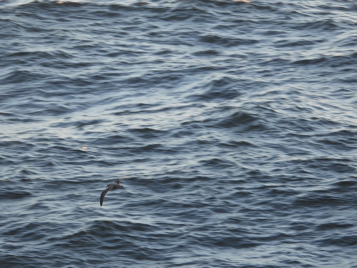 Murphy's Petrel - ML620508054