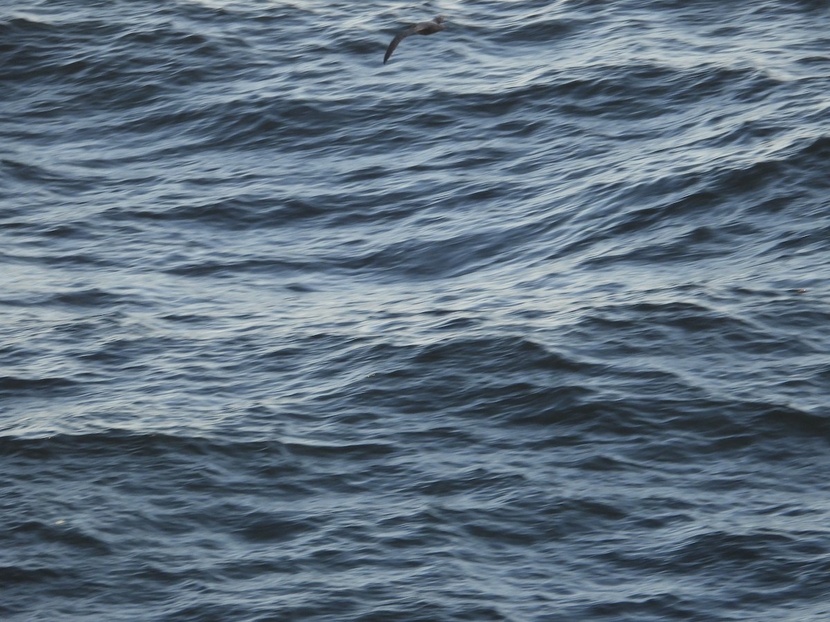 Murphy's Petrel - ML620508055