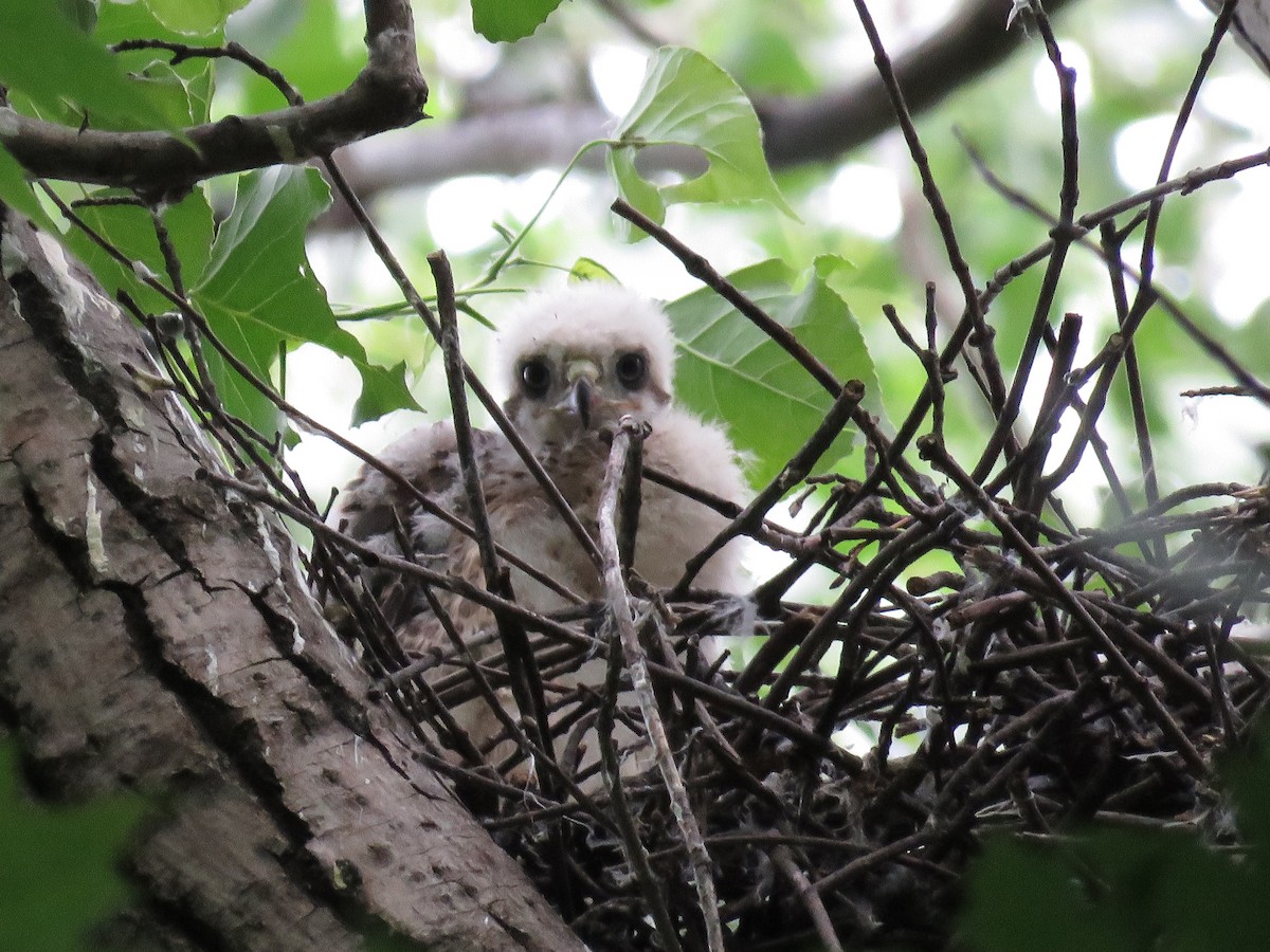 Cooper's Hawk - ML620508057