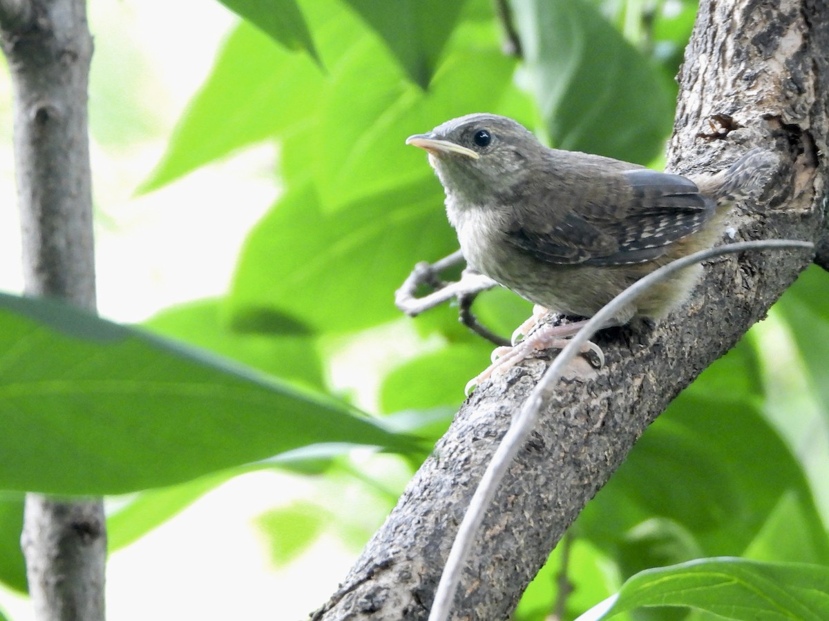 House Wren - Amy Kolan