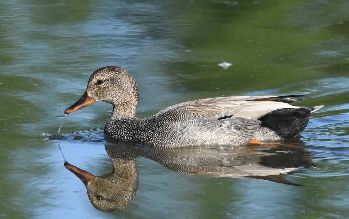 Gadwall - ML620508067