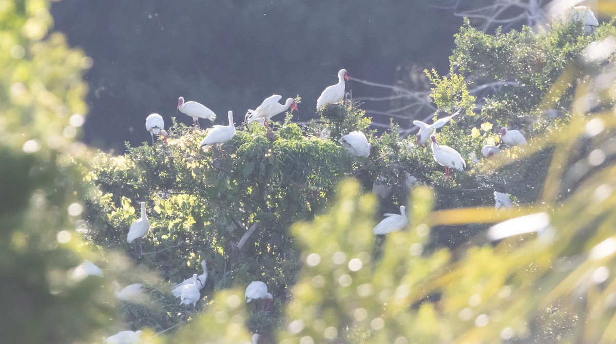 White Ibis - ML620508069