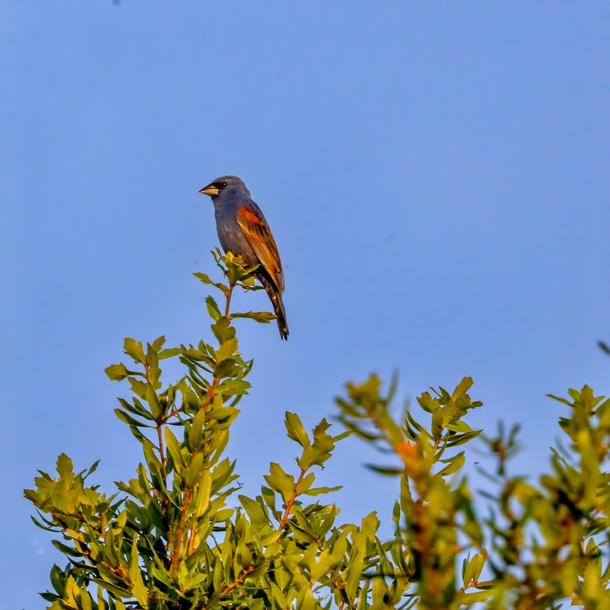 Blue Grosbeak - ML620508073