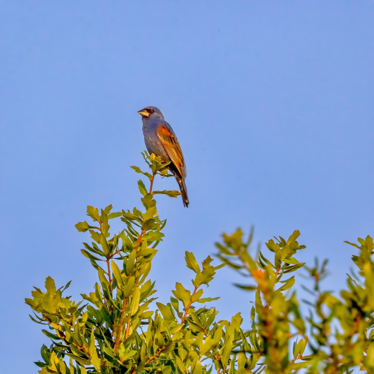 Blue Grosbeak - ML620508074