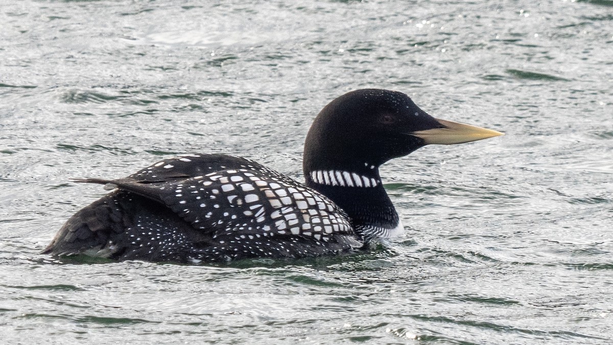 Yellow-billed Loon - ML620508075