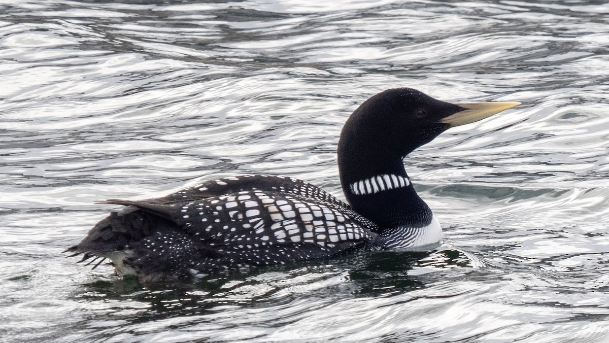 Yellow-billed Loon - ML620508076