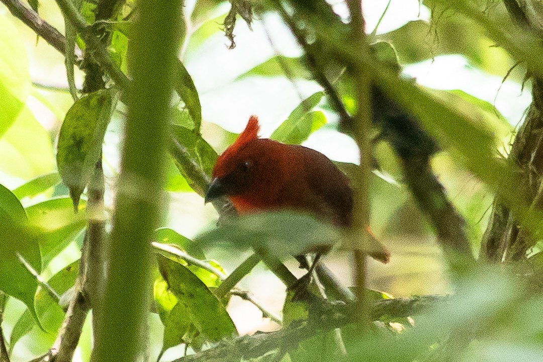 Crested Ant-Tanager - ML620508081