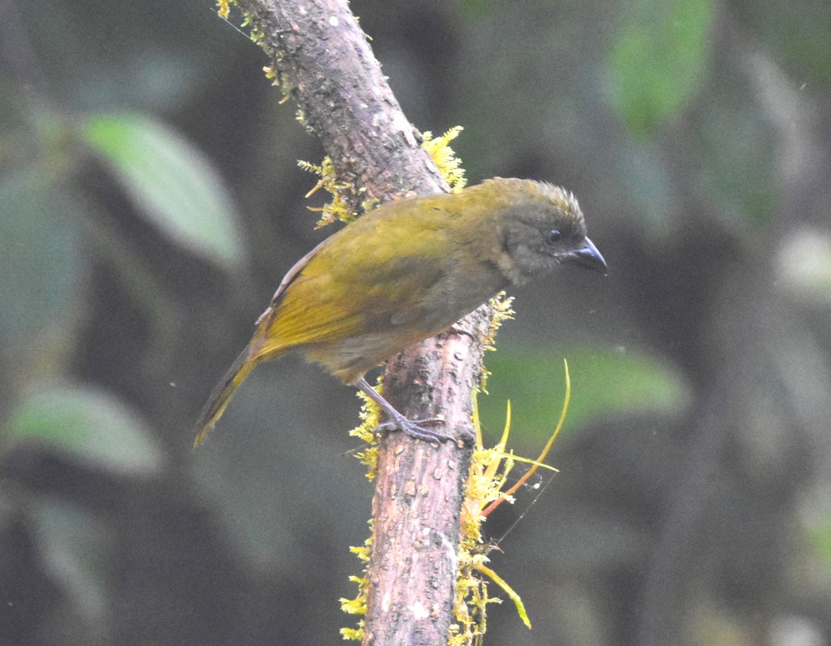 Ochre-breasted Tanager - ML620508082