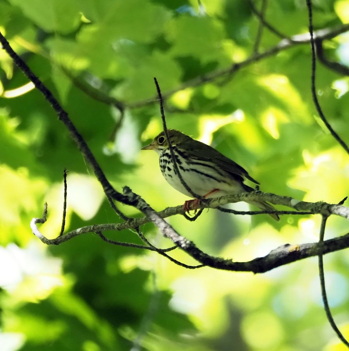 Ovenbird - ML620508087