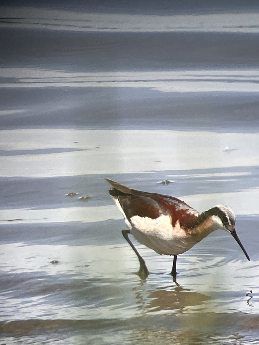 Phalarope de Wilson - ML620508092