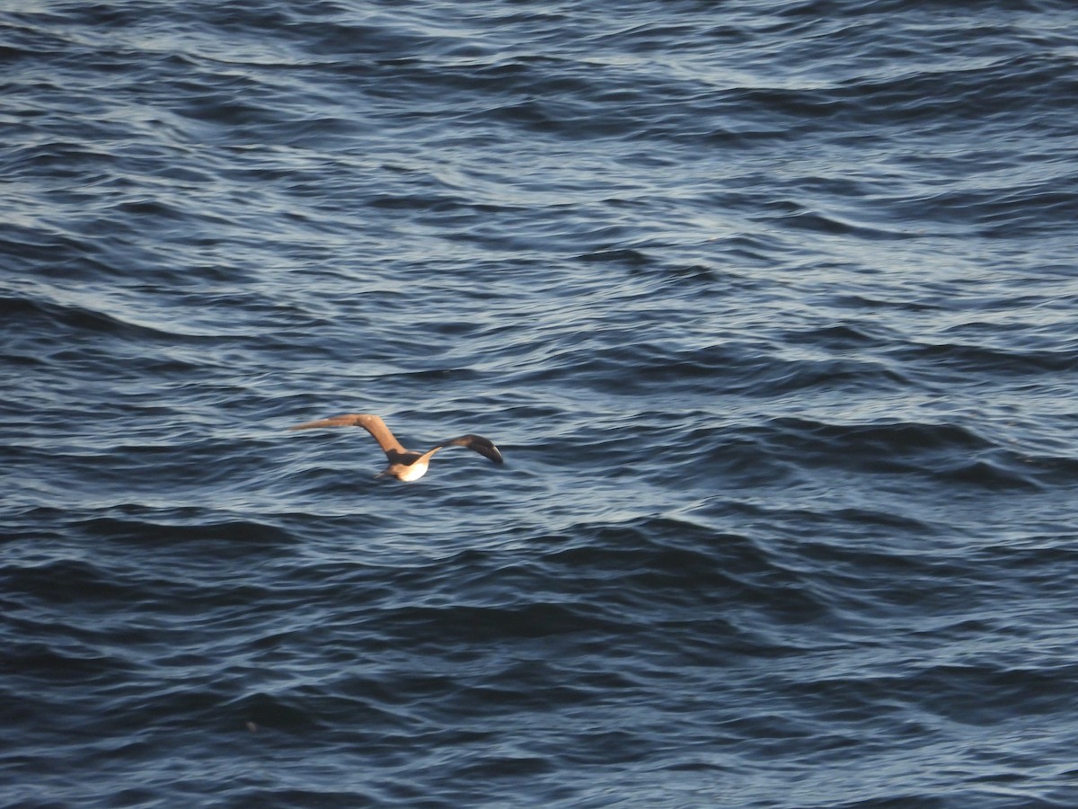 Parasitic Jaeger - Colby Neuman