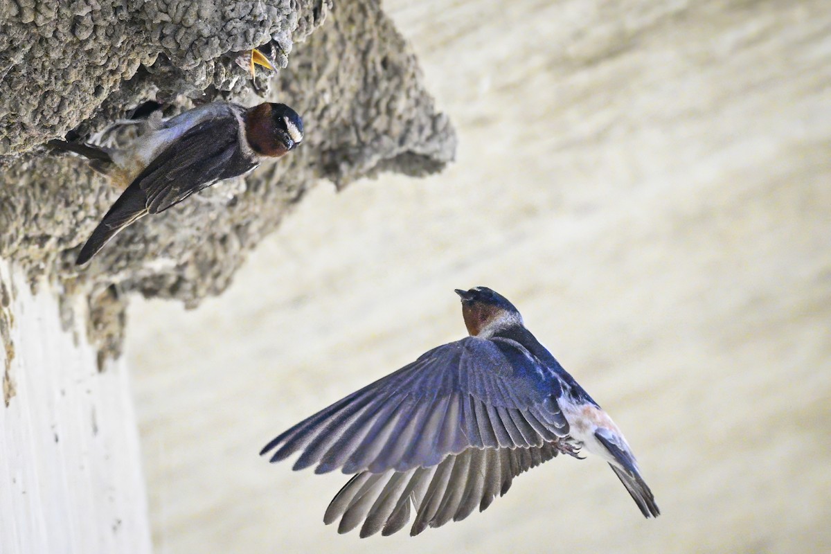 Cliff Swallow - ML620508102