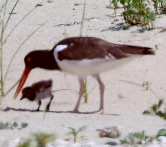 American Oystercatcher - ML620508104