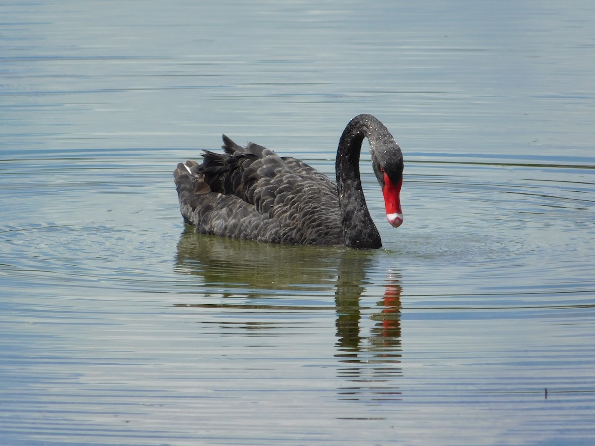 Cisne Negro - ML620508133