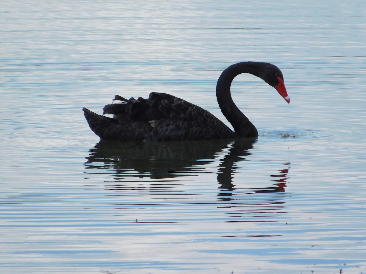 Black Swan - ML620508134
