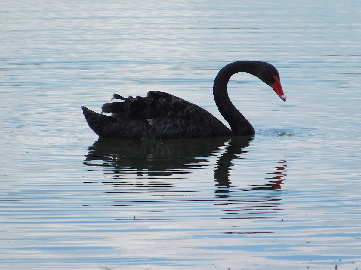 Cisne Negro - ML620508134