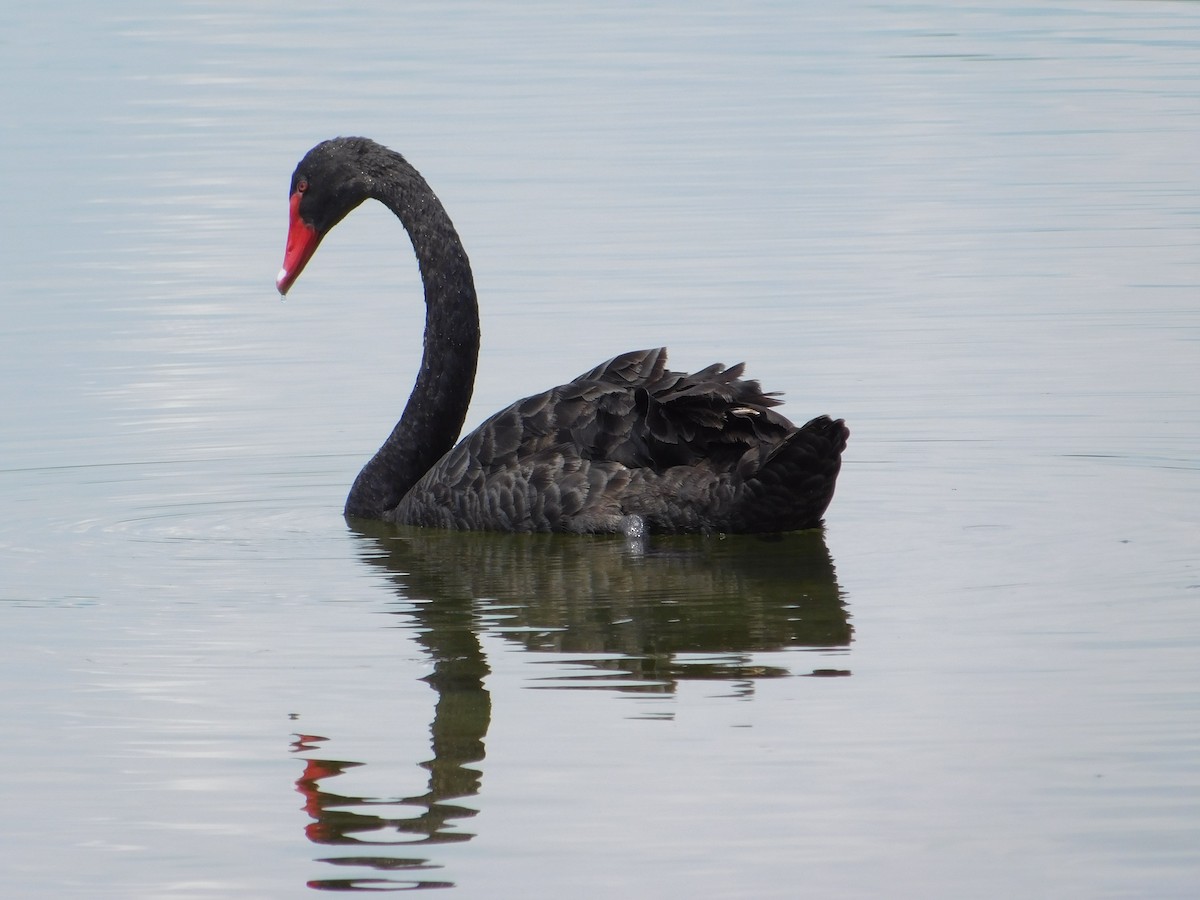 Cisne Negro - ML620508136