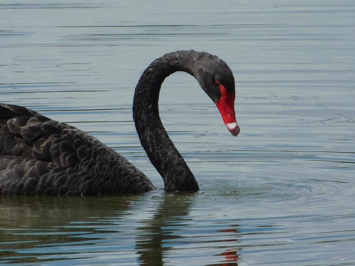 Black Swan - ML620508137