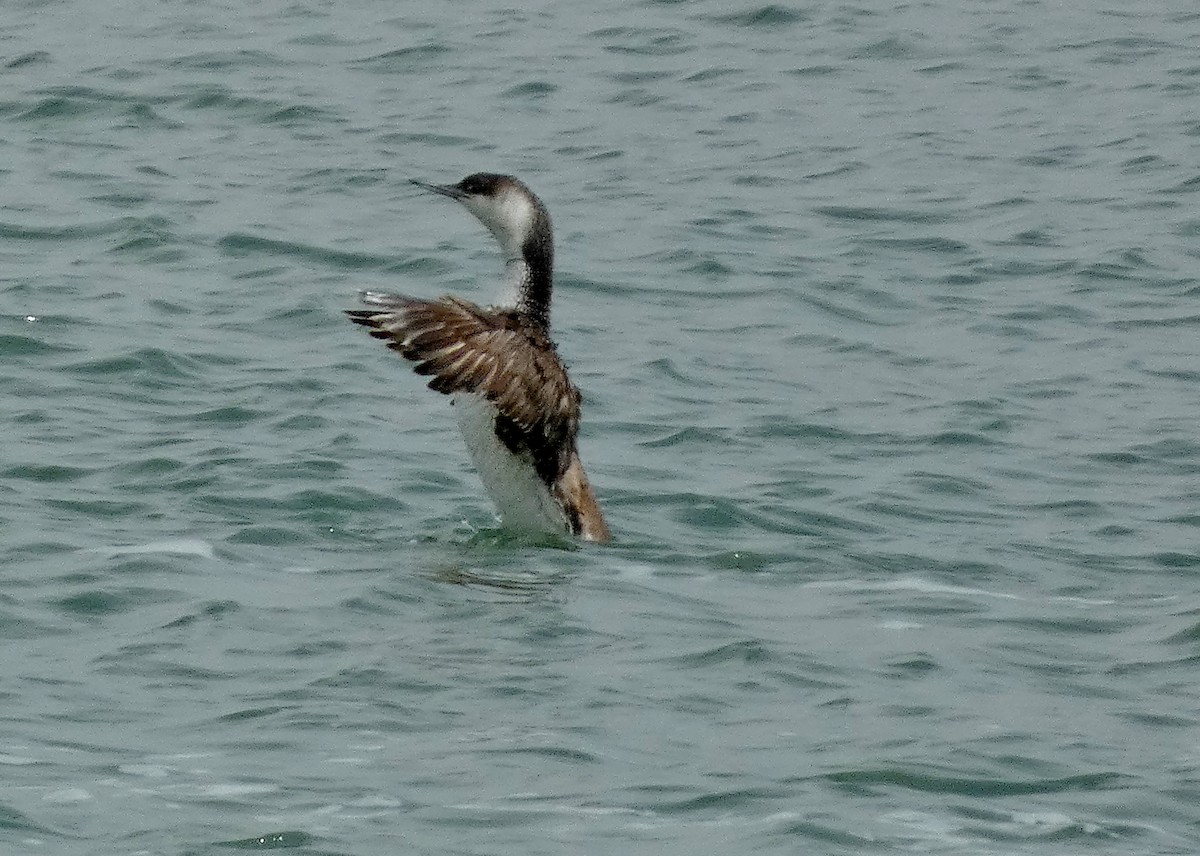 Red-throated Loon - ML620508140