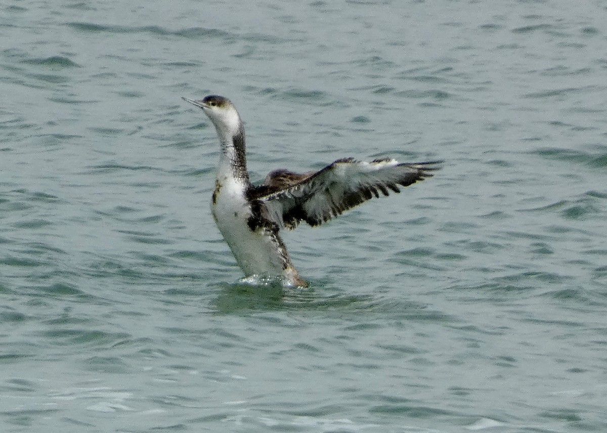 Red-throated Loon - ML620508142