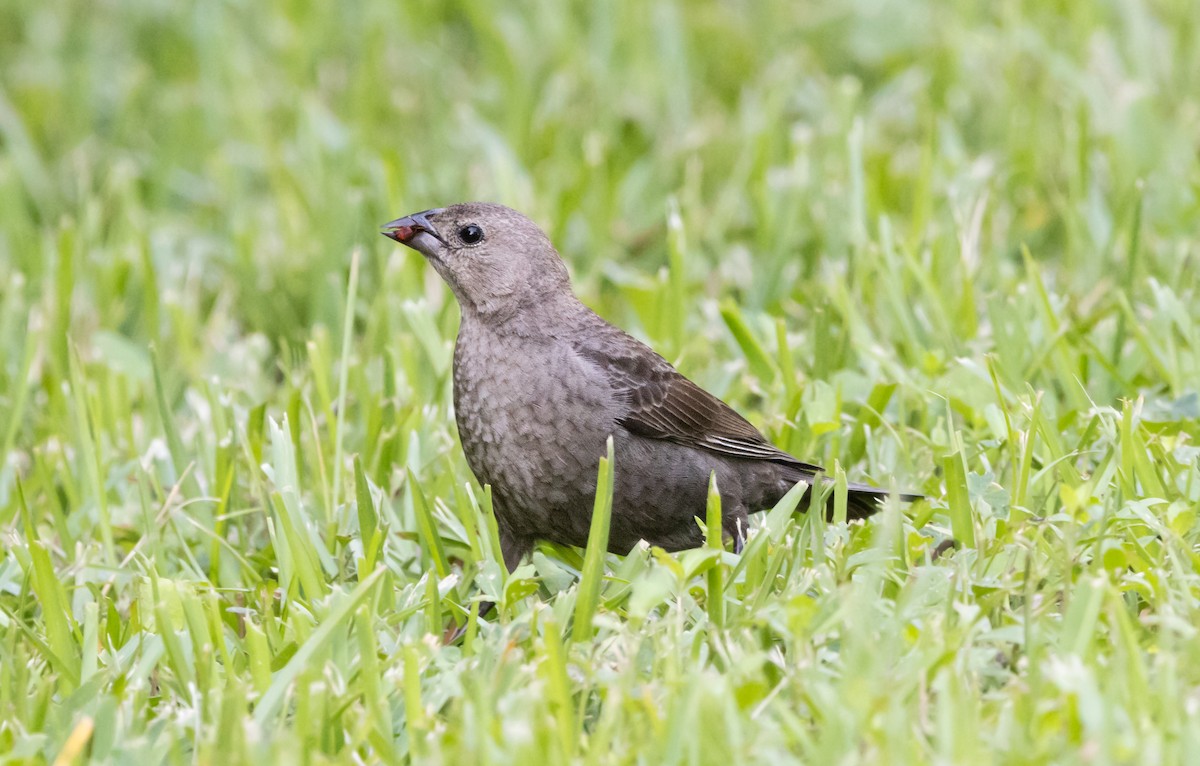 Brown-headed Cowbird - ML620508143