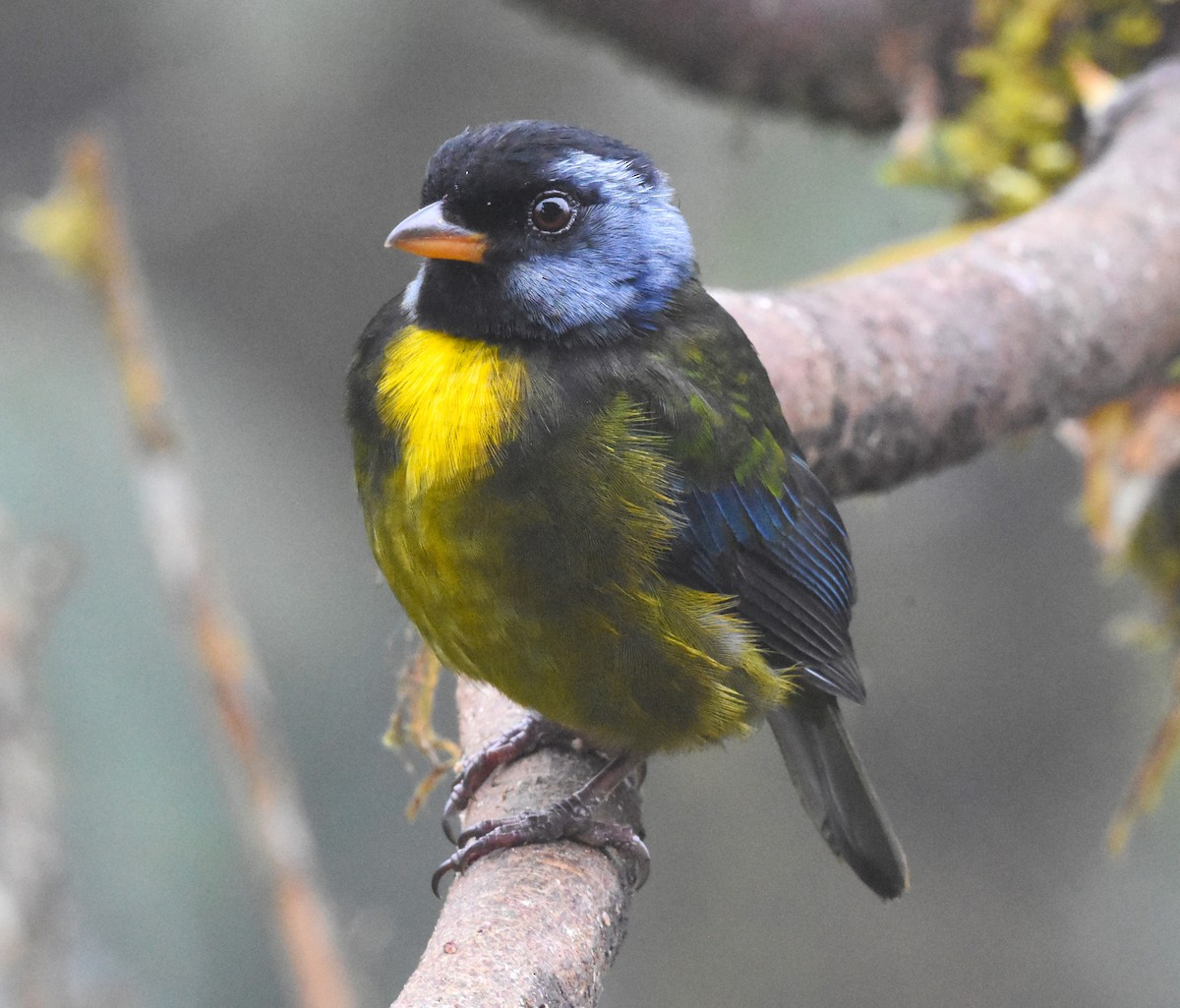 Moss-backed Tanager - ML620508144