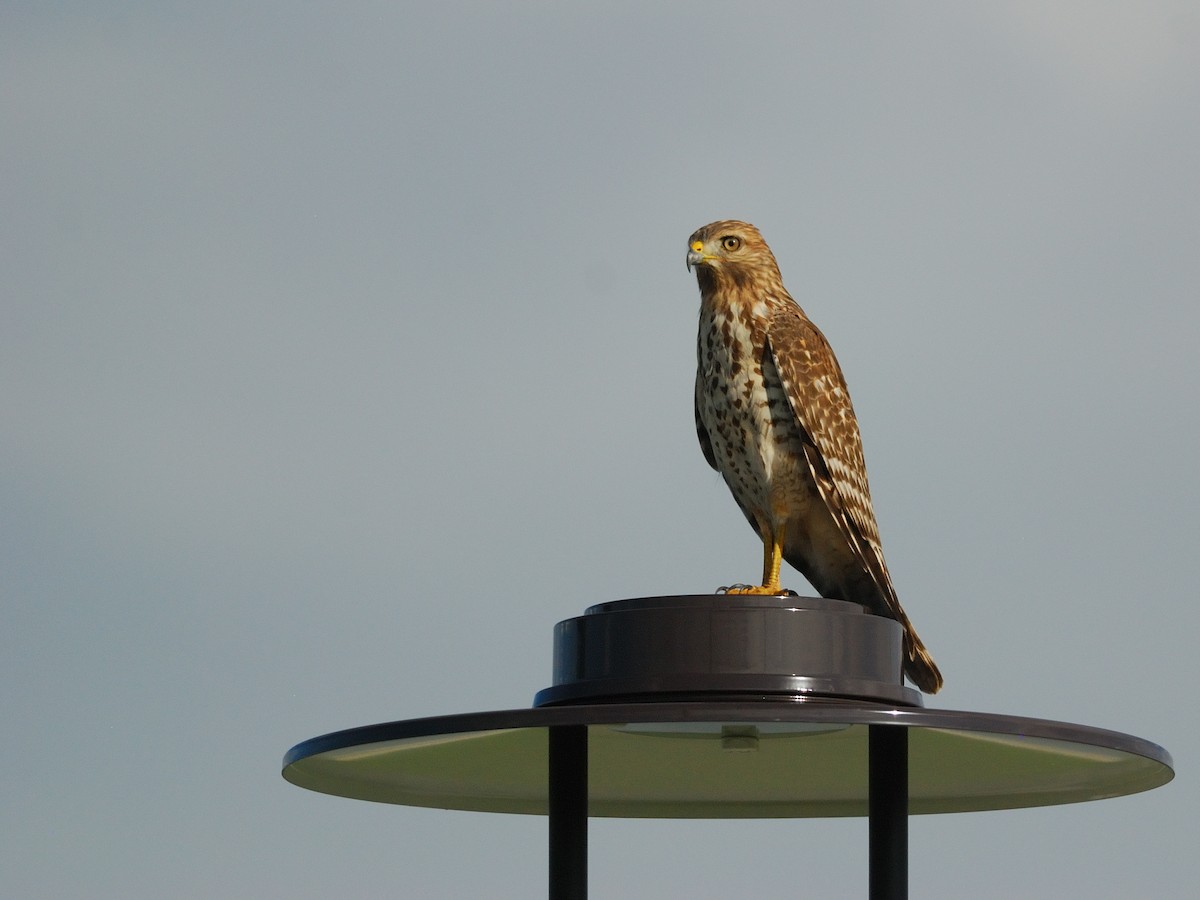 Red-shouldered Hawk - Mark Field