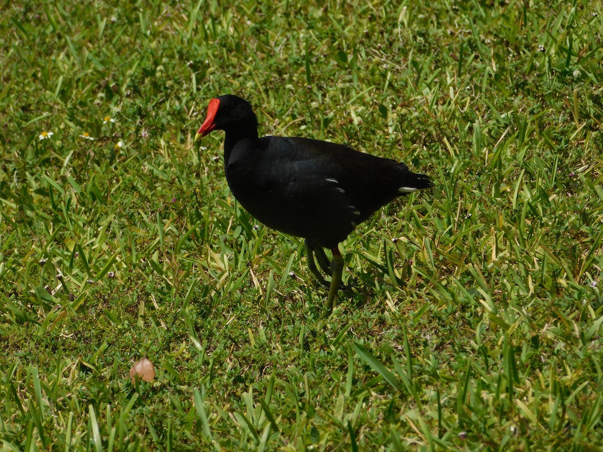 Gallinule d'Amérique - ML620508149