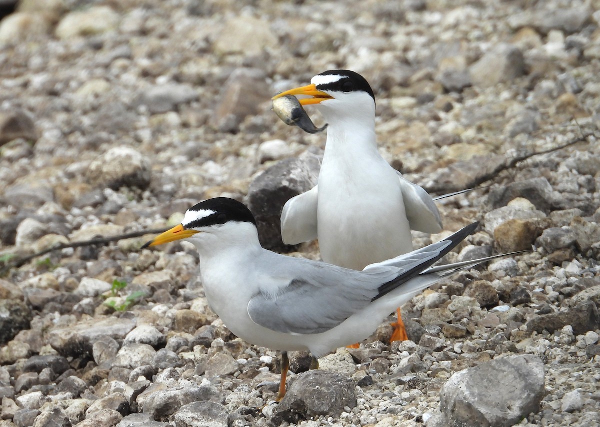 Least Tern - ML620508157