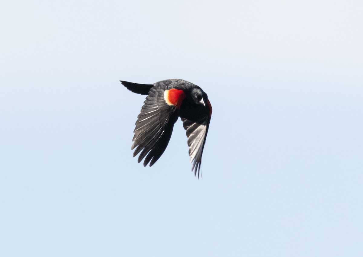 Red-winged Blackbird - Timothy Aarons