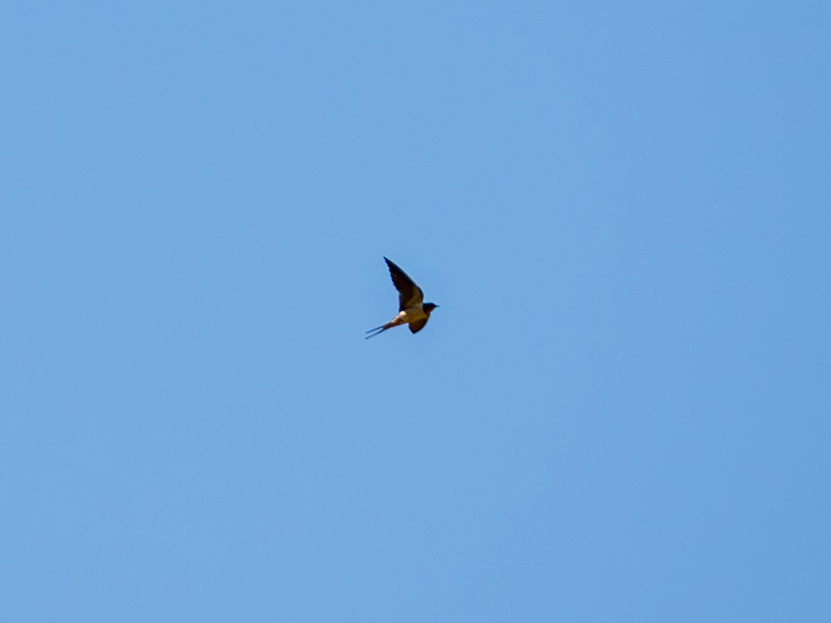 Barn Swallow - ML620508159