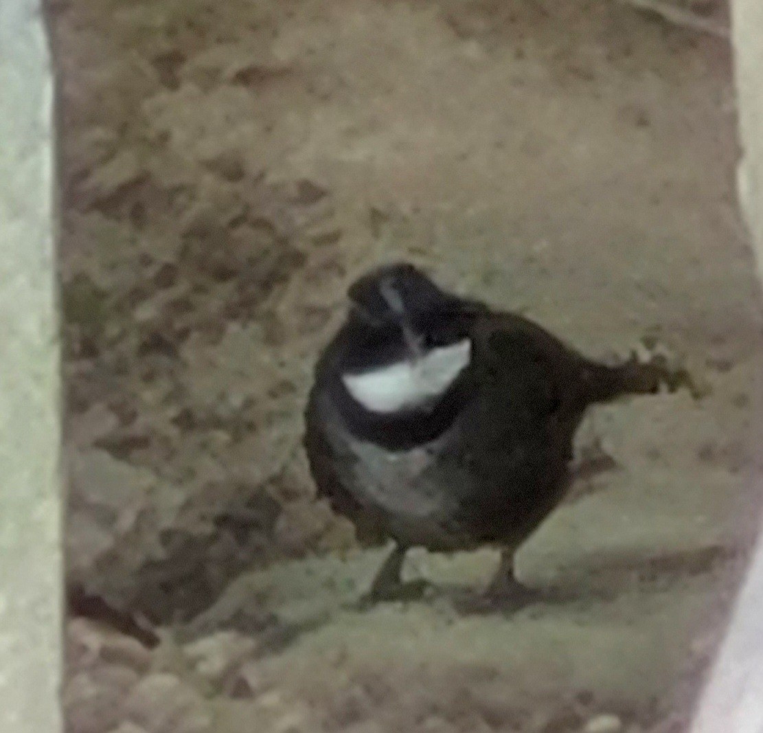 Sierra Nevada Brushfinch - ML620508161