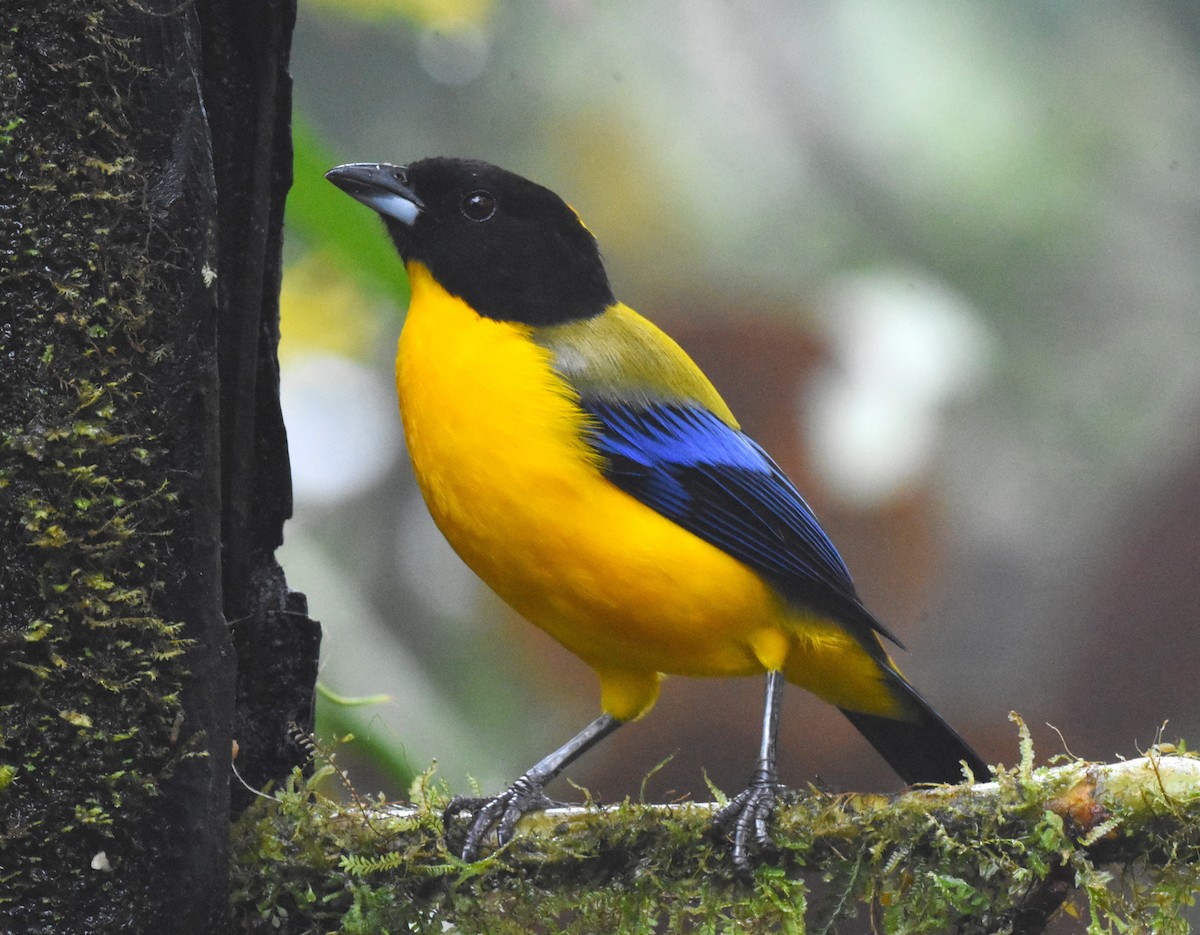 Black-chinned Mountain Tanager - ML620508162