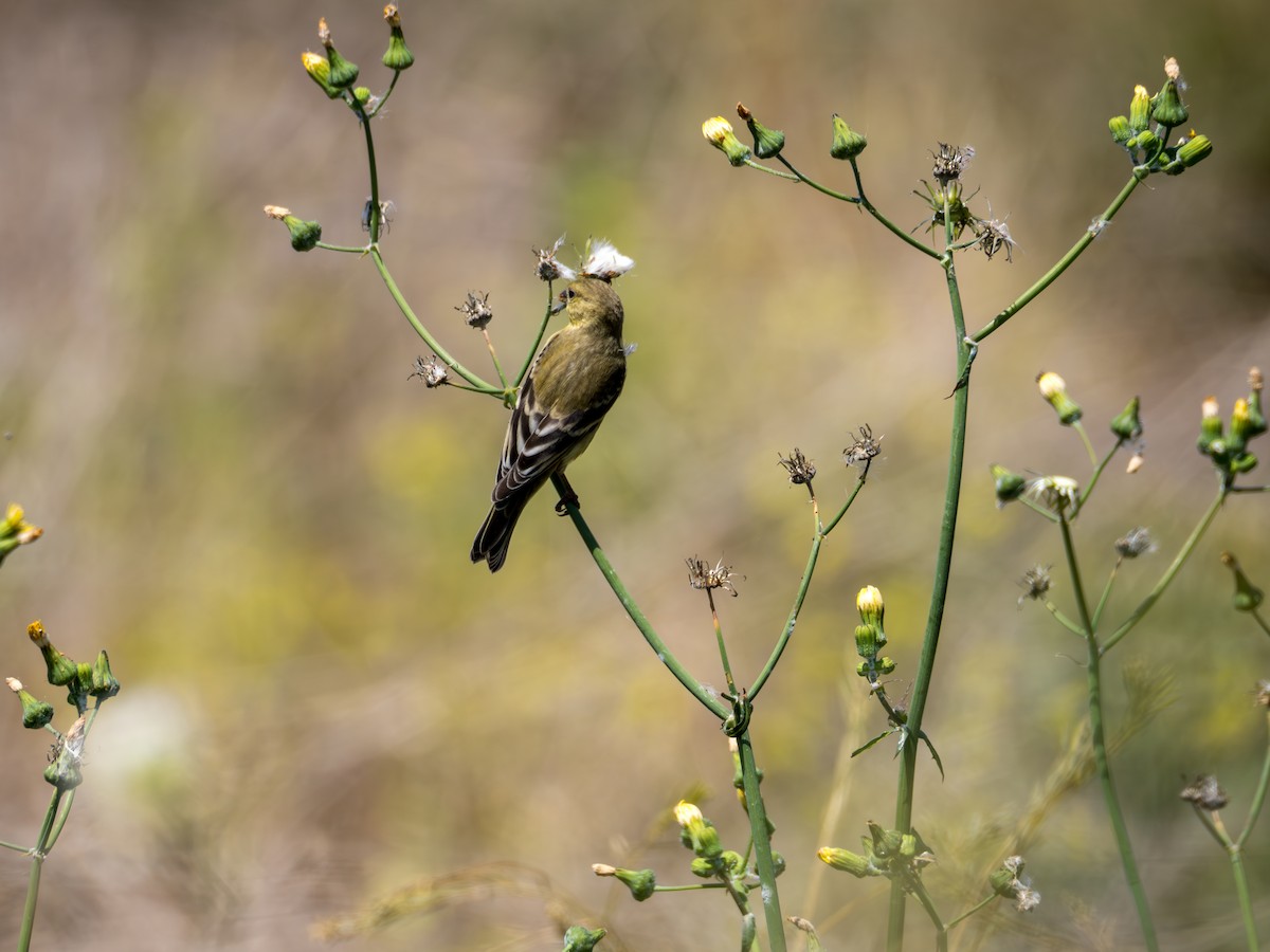 Lesser Goldfinch - Michael Auda