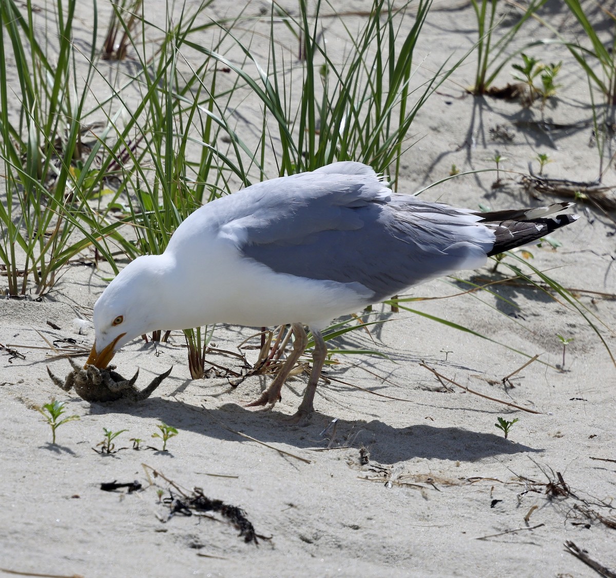 Herring Gull - ML620508166