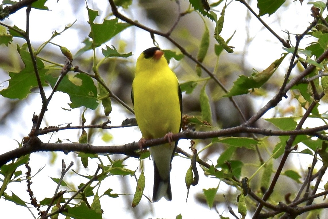 Chardonneret jaune - ML620508171