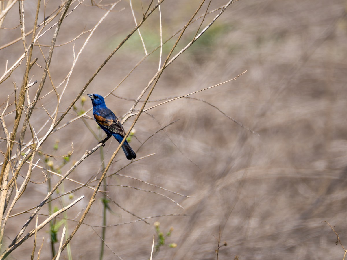 Guiraca bleu - ML620508172