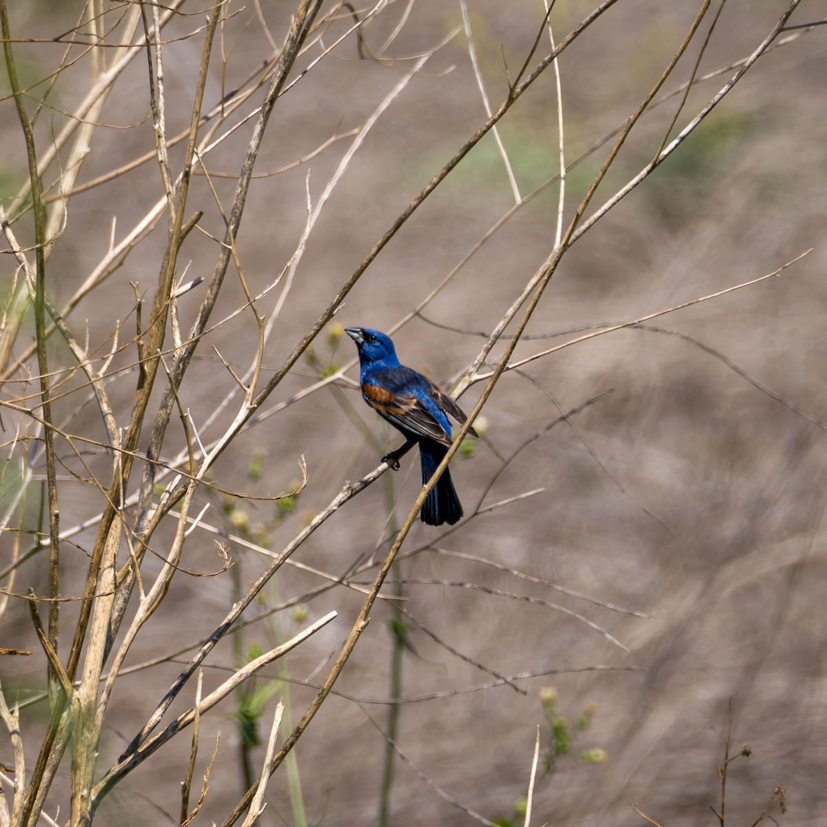 Blue Grosbeak - ML620508173