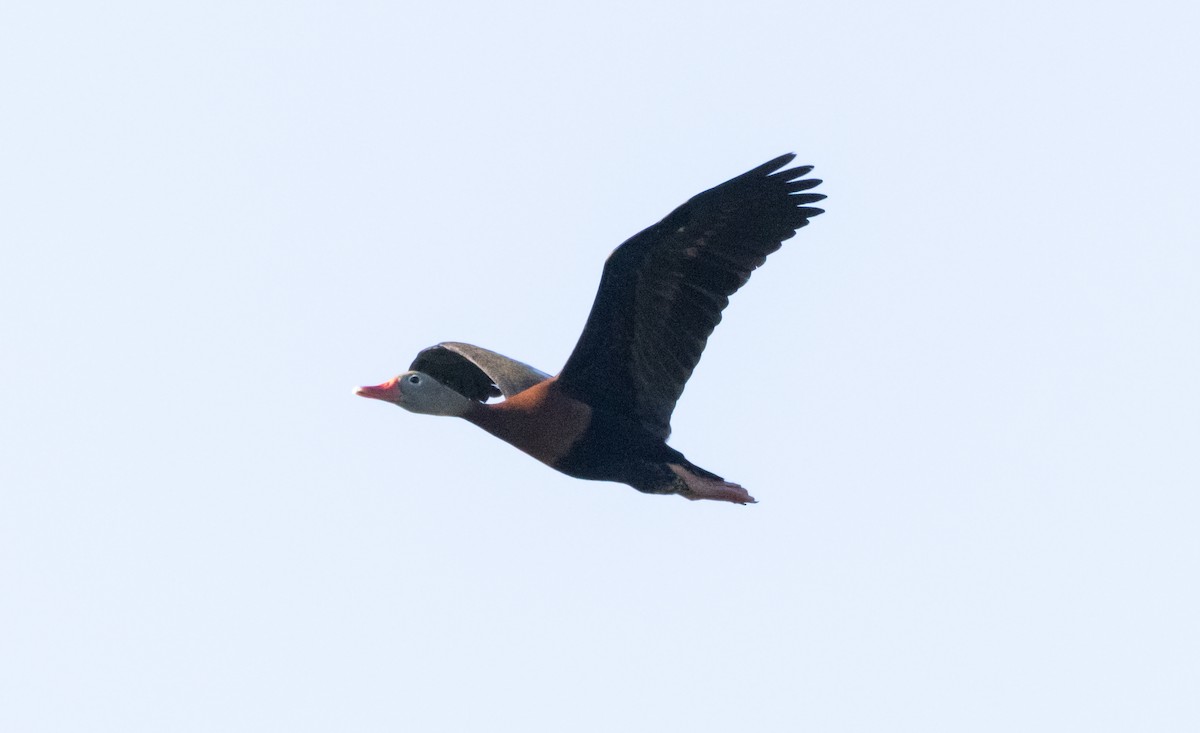 Black-bellied Whistling-Duck - ML620508182