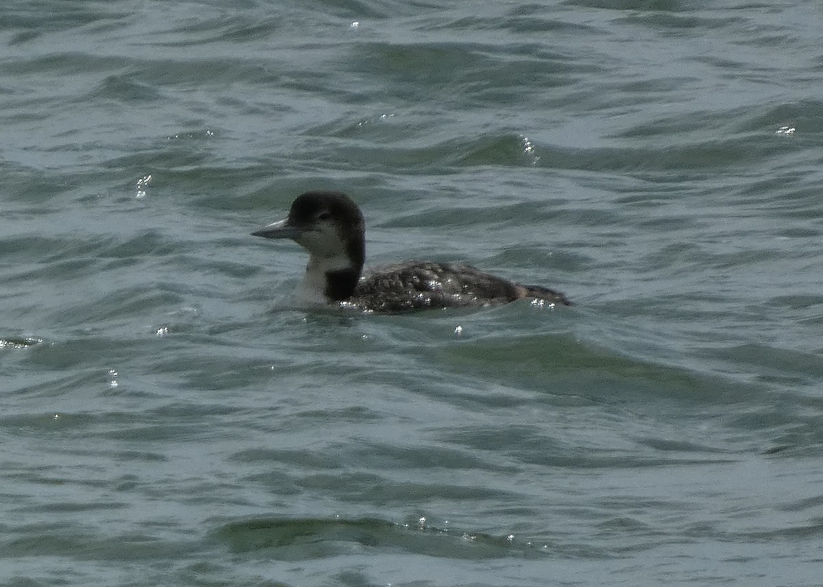 Common Loon - ML620508183