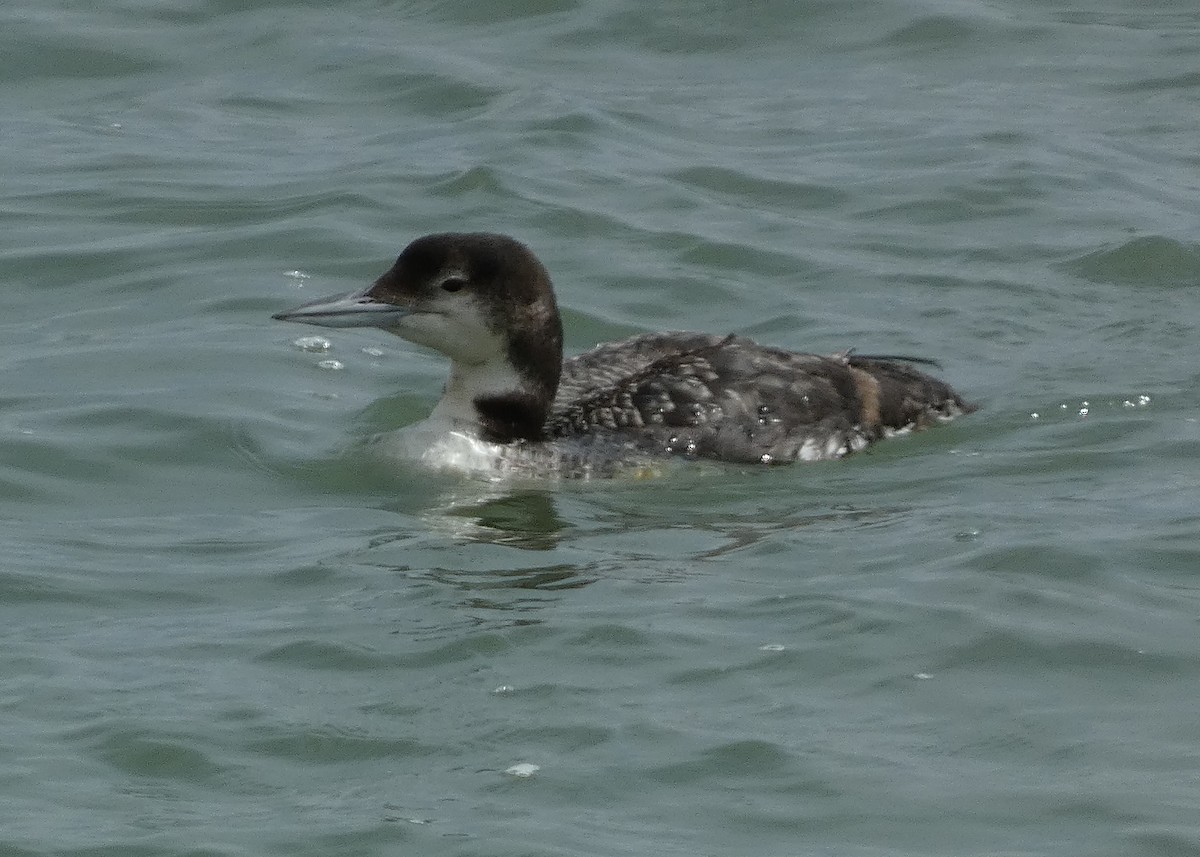 Common Loon - ML620508184