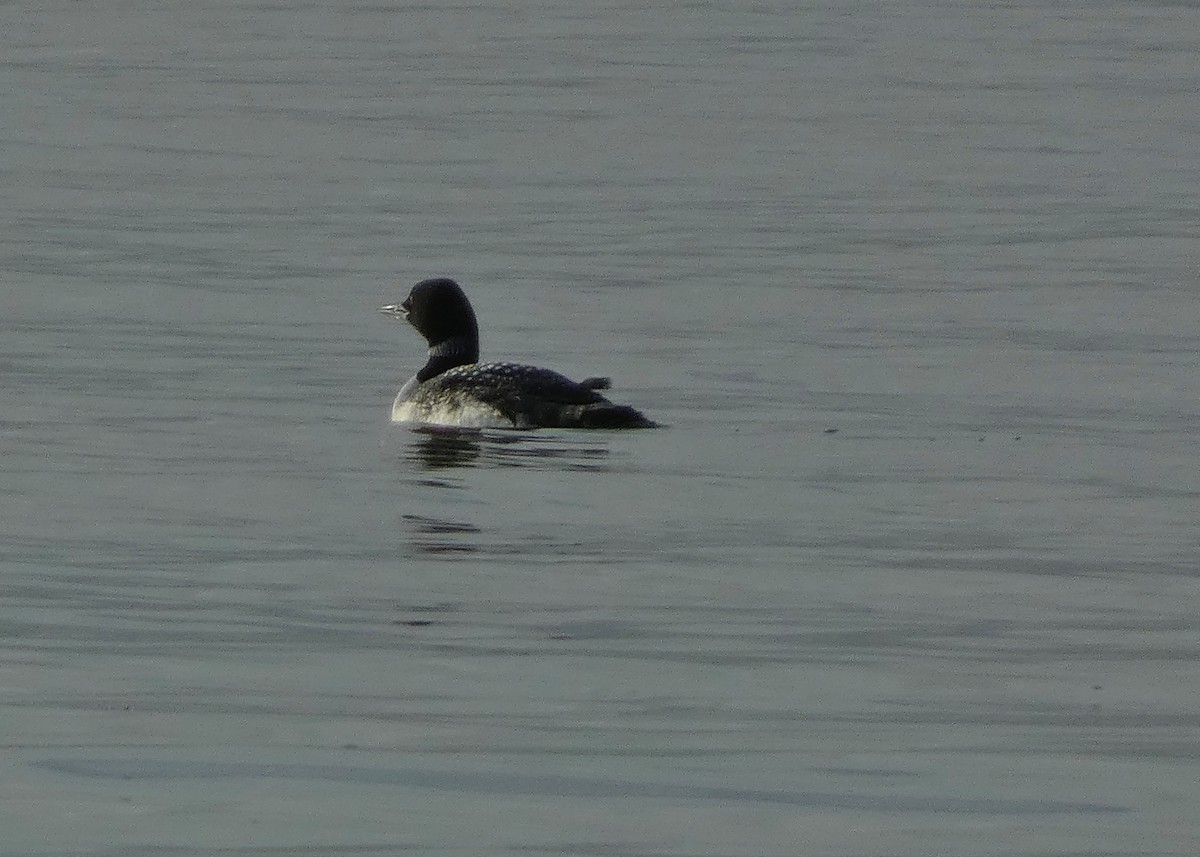 Common Loon - ML620508185