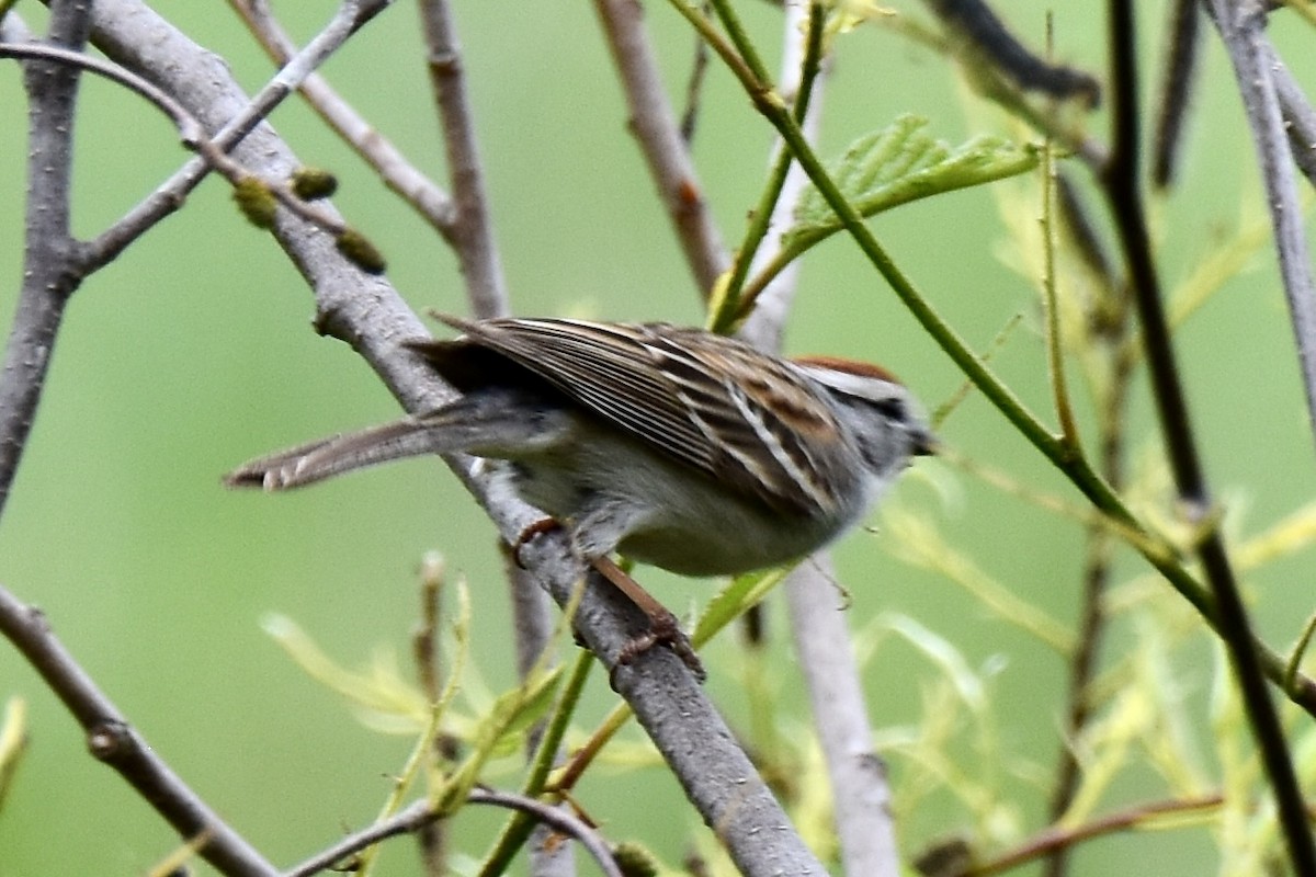 Chipping Sparrow - ML620508198