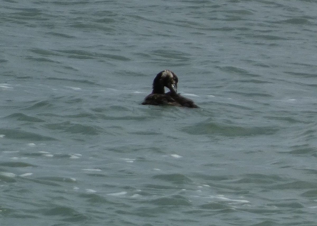 Surf Scoter - ML620508220