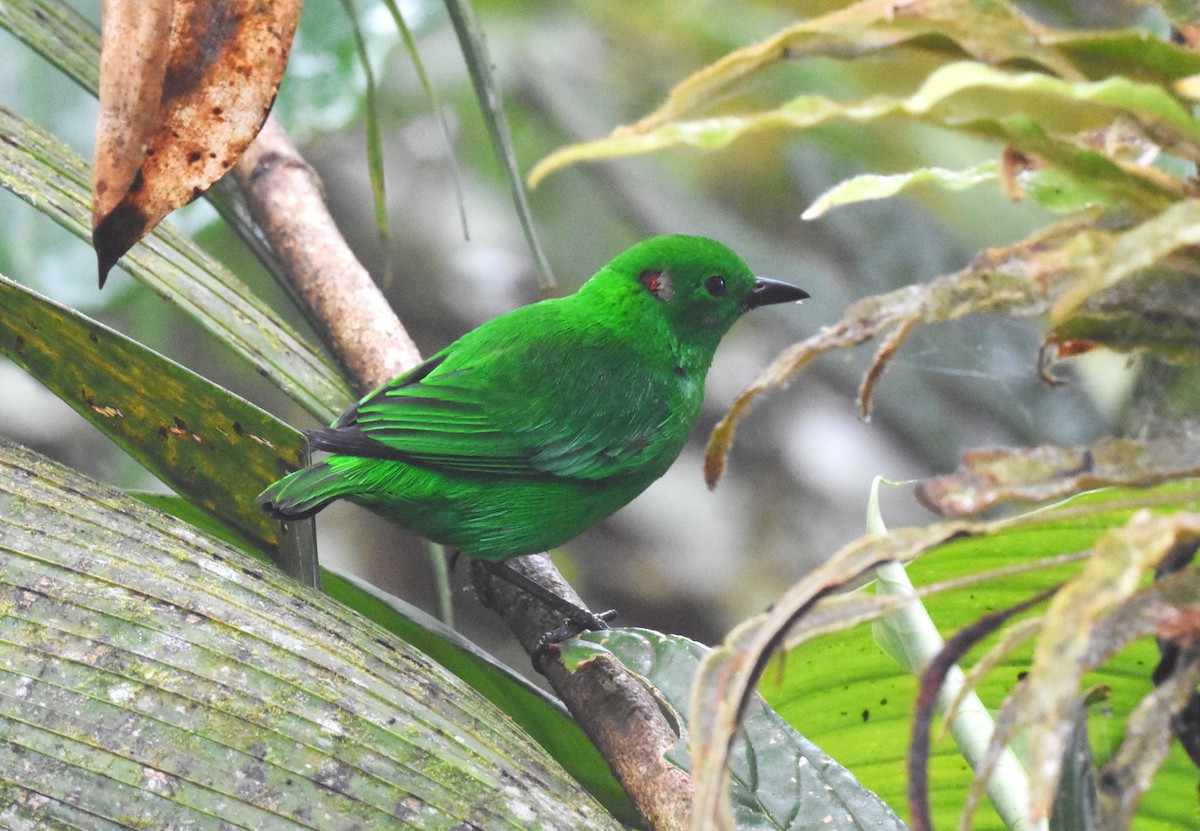 Glistening-green Tanager - ML620508224