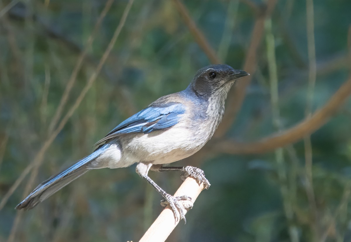 California Scrub-Jay - ML620508227