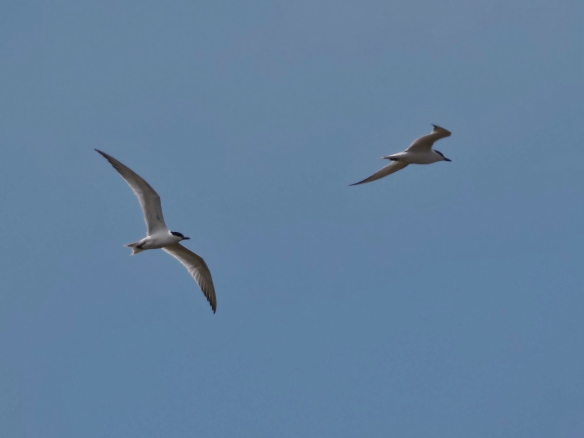 Gull-billed Tern - ML620508228